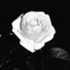 blackroses1215
